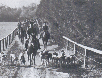 Trakehnerjagd Foto: Archiv Trakehner Verband